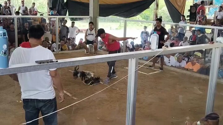 3wins na talisay namin