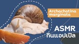 [เลี้ยงหอยทาก]EP4 ​ASMR หอยทาก​ยักษ์กินแอปเปิล​ | Albino Archachatina marginata