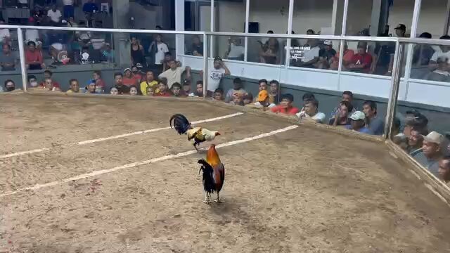 SECOND FIGHT LOSS BATIK