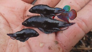 Đi bắt CÁ LIA THIA gặp cá khủng nhất trước giờ - betta fish - 7 Ân