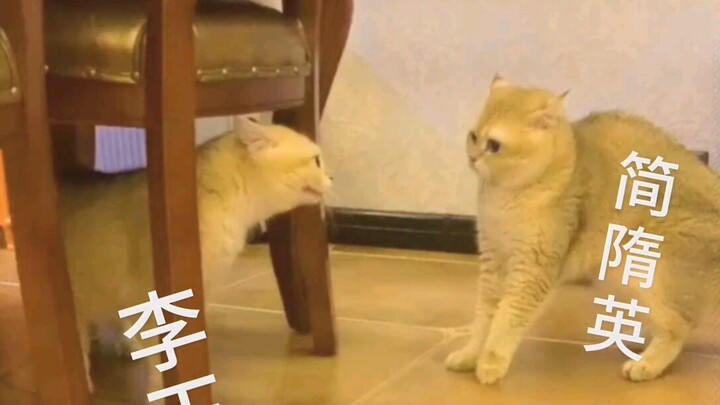 【188 Boy Group】Jian Suiying didn’t come home by 9:30, and the desperate housewife Li Yu snapped!