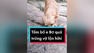 Chăm e Bơ quá là yêu thương luôn ấy. Cả nhà thấy đc ko nào? cunyeucuadua chó chócon chókhôn chócute