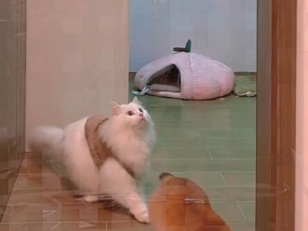 Ternyata kucing berwarna oranye memang pintar!