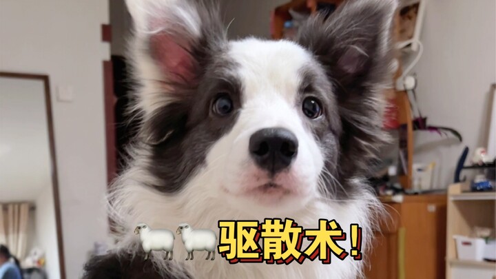 It’s time to unleash my Muyang dog! All of you, scatter!