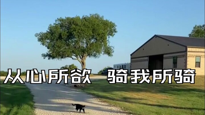 [Thú cưng chữa lành] Mèo trang trại: Cuộc sống đồng quê như một giấc mơ đẹp