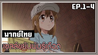 น้องเกร็ดเลือด l Cells at Work! EP.1-4 l พากย์ไทย