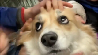 Bagaimana rasanya naik kereta bawah tanah Corgi?