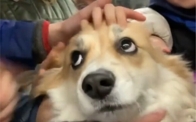 What is it like to ride the Corgi subway?