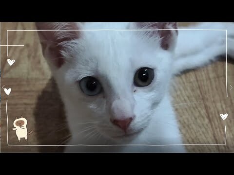 Odd-eyed | Cat Vlog #30