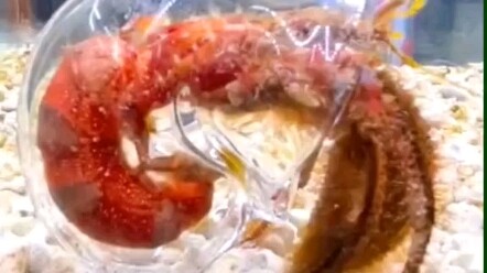 全透明 毫无隐私可言