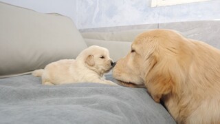 Si anjing golden retriever kecil bertemu dengan saudaranya yang usianya sepuluh kali lipat dari usia