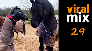 Horses cats dogs fails kids and more FUNNY & CUTE VIDEOS - viral mix 29
