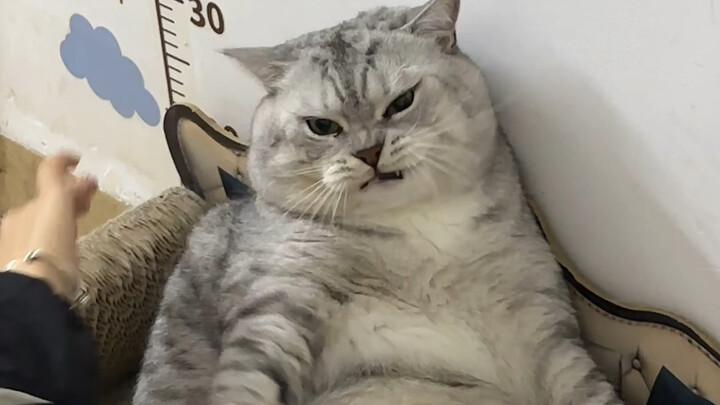 Dì út vừa đến đã bắt nạt Đại Tráng.