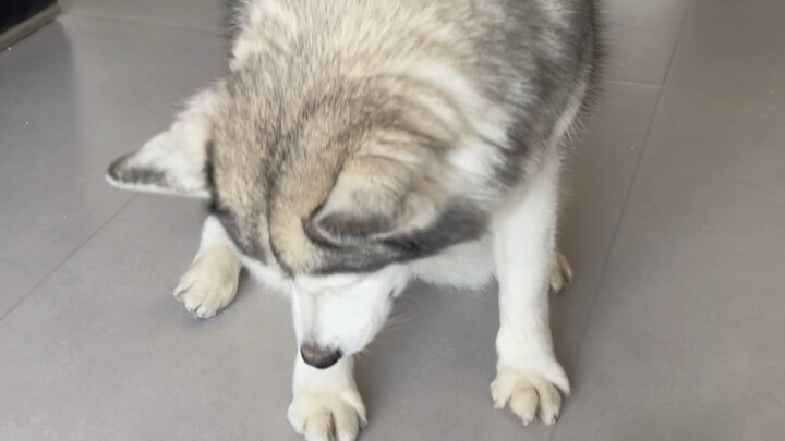 Chúng ta, những chú husky, cũng phải lấy lại danh dự!