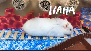 ภารกิจของหนูแฮมสเตอร์ EP 414