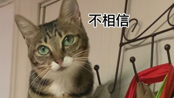 When I walked home with nothing in my hands, Meimei thought I’d failed at hunting again!