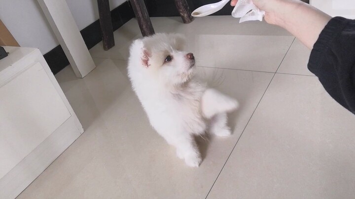 ผลพวงหลังจากที่น้องหมาเรียนรู้การจับมือ