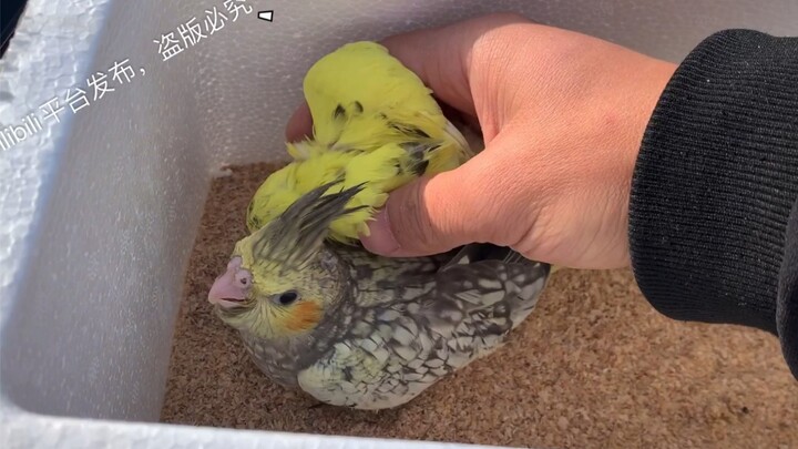 เพื่อนฝากสัตว์เลี้ยงมาสองตัว บอกให้เปิดตอนกลับถึงบ้าน พอเปิดดูปุ๊บ ก็รู้เลยว่าไอ้คนนี้มันเข้าใจฉันจร