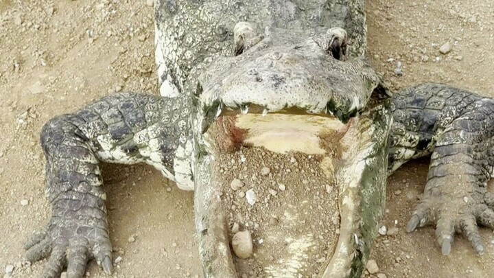 Even in its dying moments, the emaciated Siamese crocodile still puts up a final struggle—taking sev