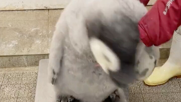 Emperor Penguin Baby Born on October 1: 97 Days Old, Weighs 14.1 kg