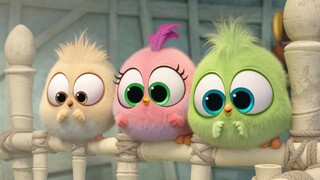 Aww~ Three cute little chicks, their big eyes are so adorable, this is what a tough guy should look 