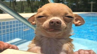 Funniest Animals Videos 2023 😹 Try Not To Laugh Funny Dogs And Cat 😉