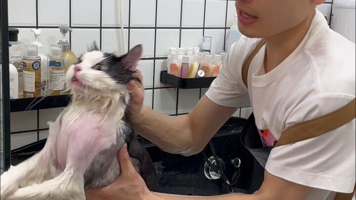 Mèo Anh lông ngắn đen trắng “đô vật”