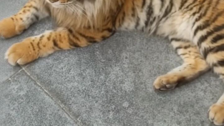 miaw