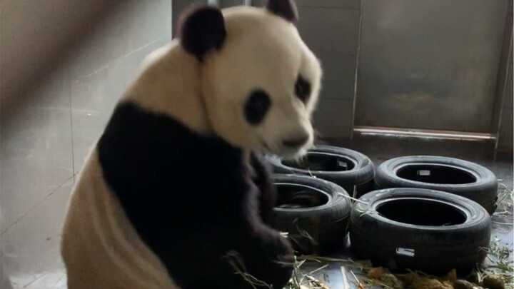 [Giant Panda] Jinhu: Mommy, are you calling me? Mommy, I’m coming!
