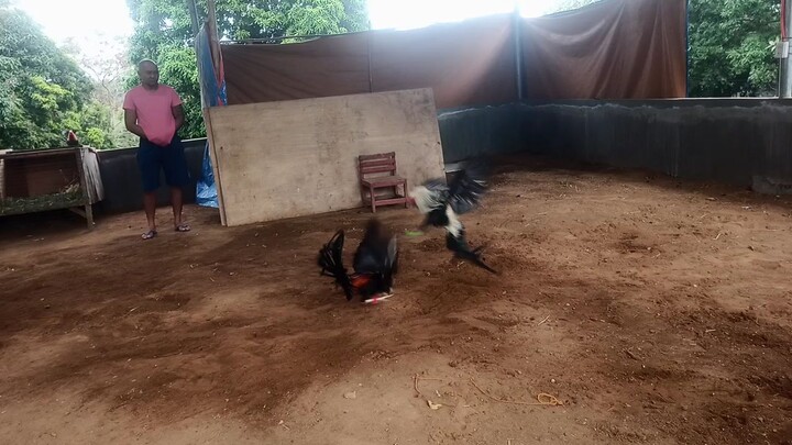 RDG Boston sweater VS RVT Bulakan grey.  napadayo Ng bitaw