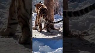 58 seconds of Polina and Terek being stereotypical cats#lions #catsanctuary #catsoftiktok #shorts