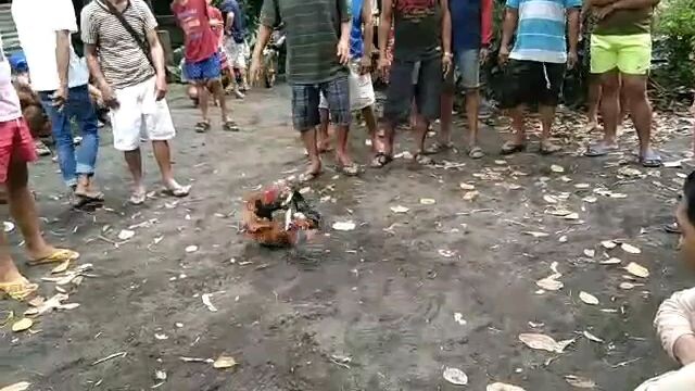walang kiskis ko panalo
