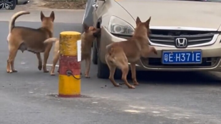 Đội chó汪mắc trọng tội