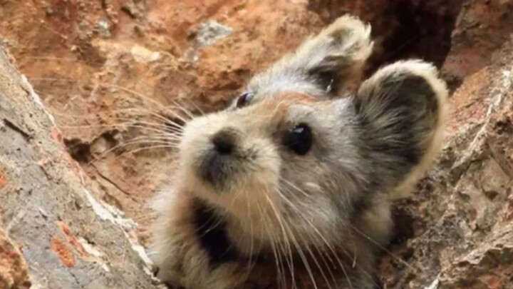 أرنب الفأر في إيلي: ينمو على الأعشاب السحرية لجبال تيانشان، وفي أمعائه يمكن صنع الإكسير.