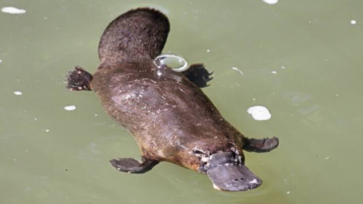 هل يمكن أن تصادف خُرْطُومَةً بريّة أثناء التنزه في الحديقة؟!