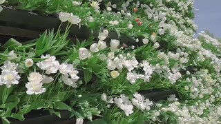 “呐~你看 这世界开满了鲜花～”