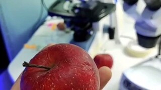 แอปเปิลที่วางไว้นาน ไม่คิดเลยว่าจะซ่อน "เซอร์ไพรส์" ไว้มากมาย