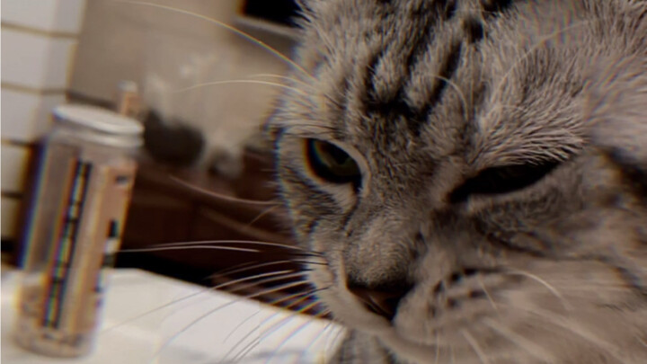 Both warm and a bit of a rascal! Do you love this kind of cat yet?