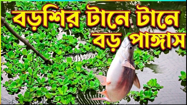 বড়শির টানে একের পর এক বড় পাঙ্গাস!