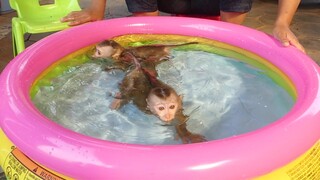 Adorable Little Monkey Maki And Baby Maku Enjoying With Big Swimming Pool