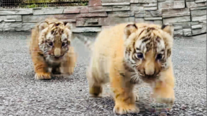 [Northeast Tiger Cubs] Stumbling and Bounding Towards You ^_^ (Stock Footage)