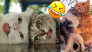 Funny Cat and Dogs🐱🐶- Cutest Cats and Dogs Video - Funny Animals 2024-New Funny Videos 2024😍