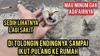 Menolong Kucing Jalanan Sakit Yang Sedang Kehausan Di Pinggir Jalan Raya,,!
