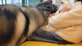 Alaskan Malamute: Tôi muốn được bế mặc dù nặng hơn 60kg