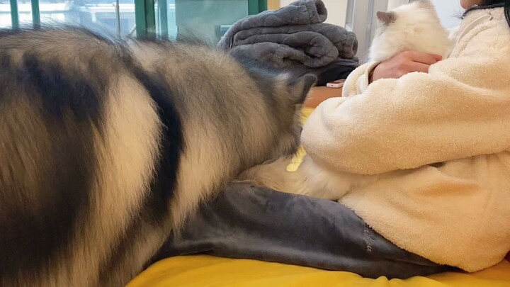 Alaskan Malamute: I Want to Be Held Although I'm Over 60kg