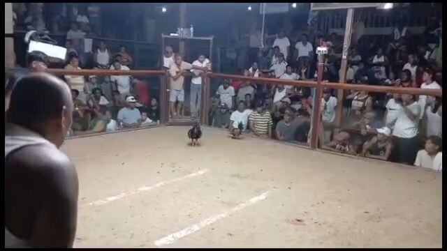 3 cock derby 3rdfyt champion 🏆🏆🏆