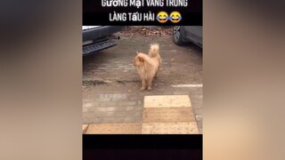 Chỉ cần nhìn mặt thôi là vui rồi 😂dongvathaihuoc dog pet fypシ yeudongvat thucung