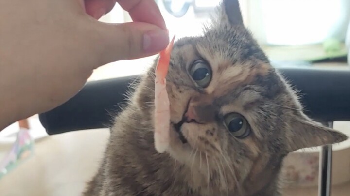 The greatest regret of a cat’s life isn’t being without shrimp—it’s having shrimp just brush past it