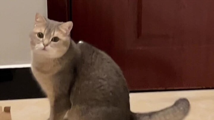 What should I do if my cat is disobedient?