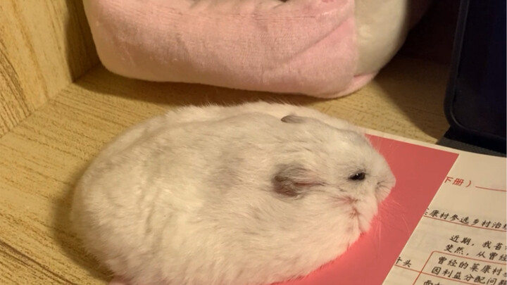 คุกกี้หนูน้อยมาแล้ว!